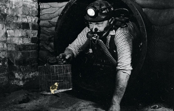 Канарейка в угольной шахте