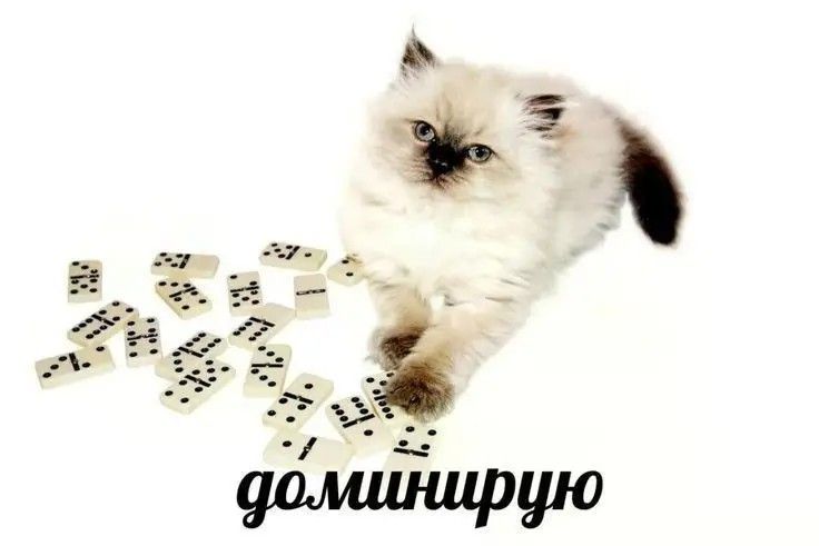 Доминируй и уважай 